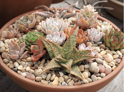Top Dressing Ideas 