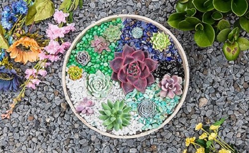 Indoor Succulent Dressing Ideas 
