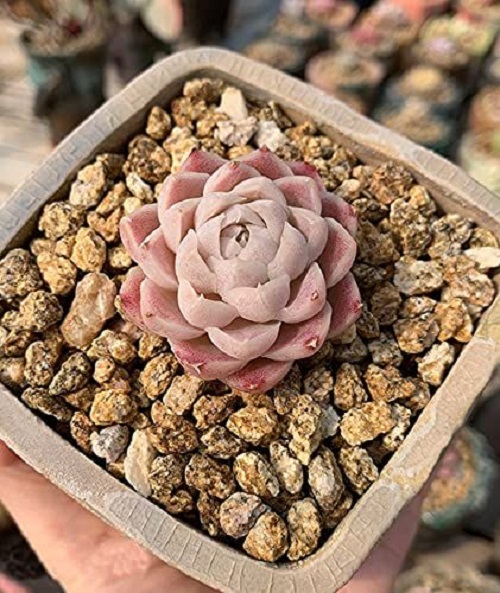 Shield of Pebbles