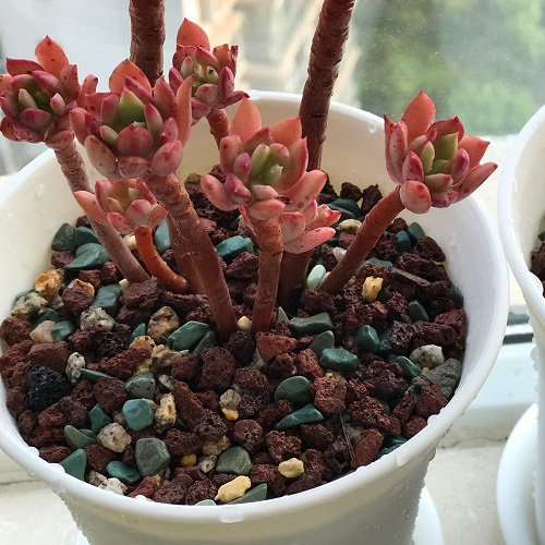 Outdoor Succulent Dressing Ideas 