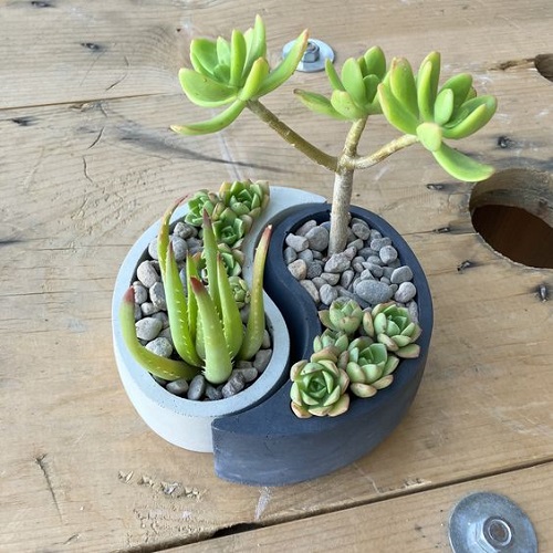 Outdoor Succulent Dressing Ideas