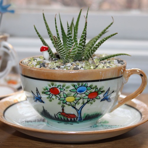 Indoor Succulents 3