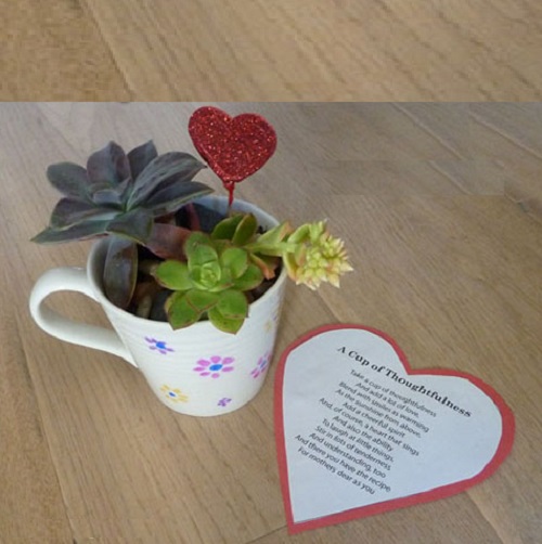 Indoor Succulents 2