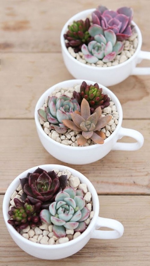 Indoor Succulents 7