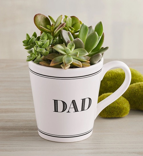 Outdoor Succulents Teacup 4