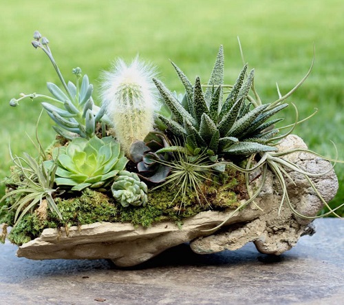 Succulents and Air Plants