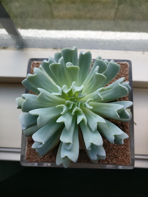 top Succulents that Look and Grow Like Air Plants