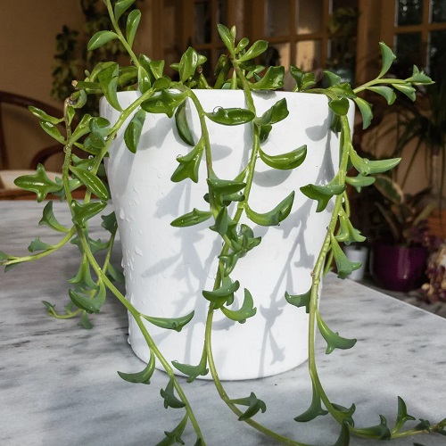 top Succulents that Look Like Animals