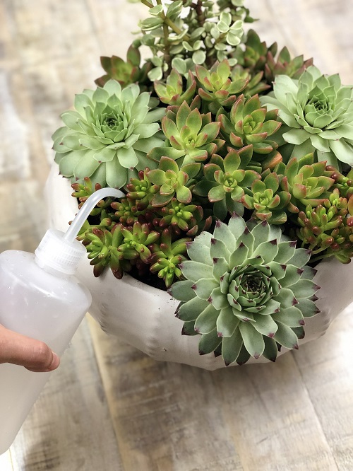 Water Succulents Indoors