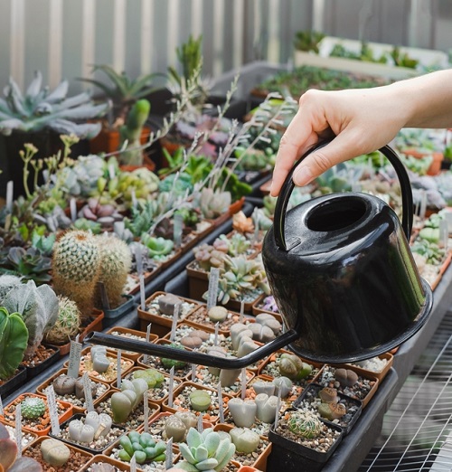 Water Succulents outdoor