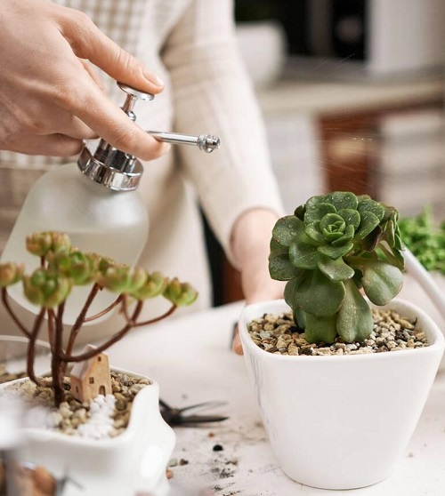 Water Succulents