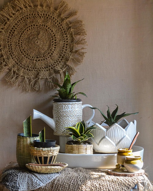 Decorate Home With Snake Plant 1
