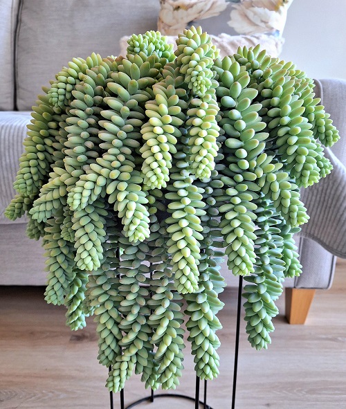 Succulents that Look and Grow Like Air Plants