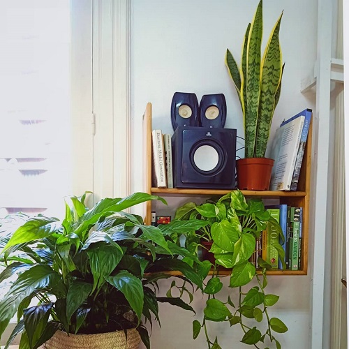 Display Snake Plant Ideas