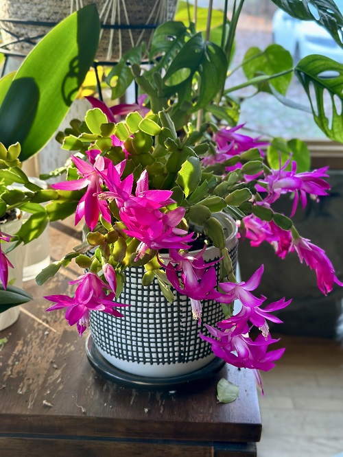 Christmas Cactus Like Coffee Grounds 76