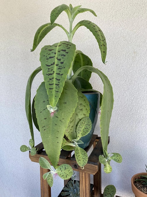 top Succulents that Look Like Animals part