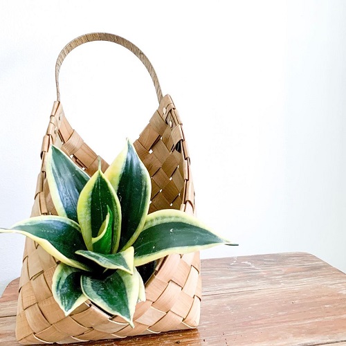 Beautiful Snake Plant Home Decoration 2