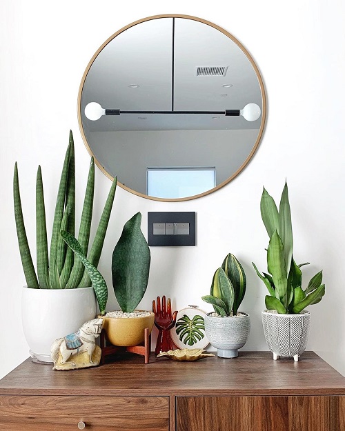 Beautiful Snake Plant Home Decoration