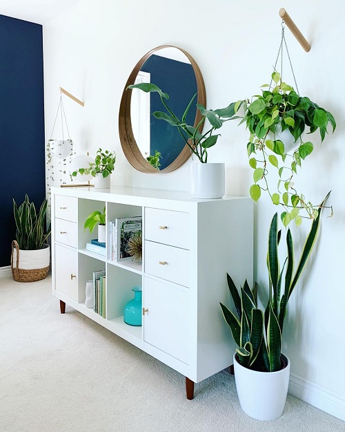 Snake Plant Varieties 3