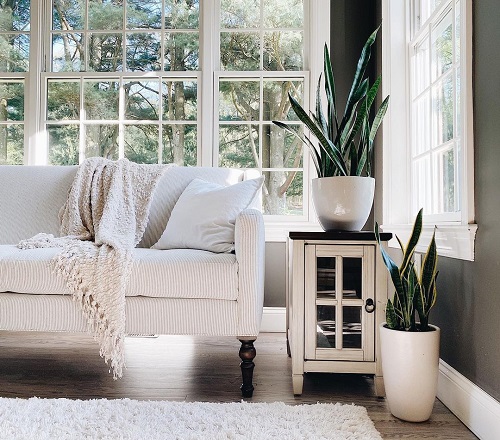 Display Snake Plant Ideas 3