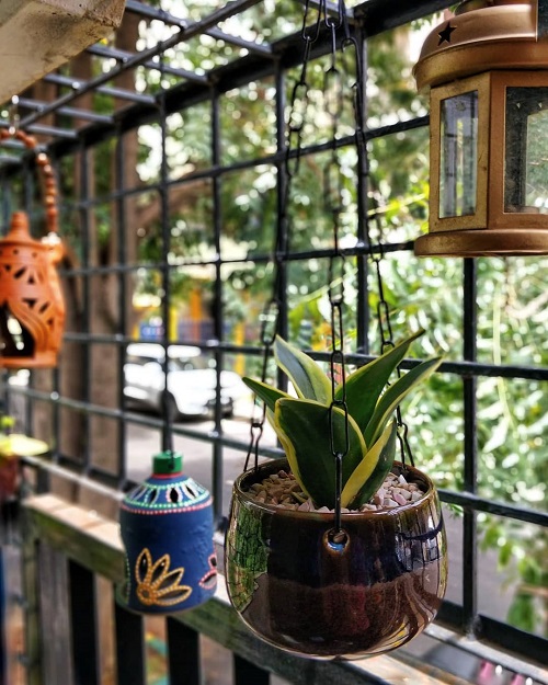 Display Snake Plant Ideas 4