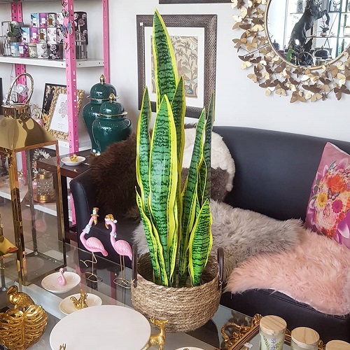 Beautiful Snake Plant Home Decoration 3