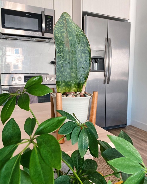 Display Snake Plant Ideas 2