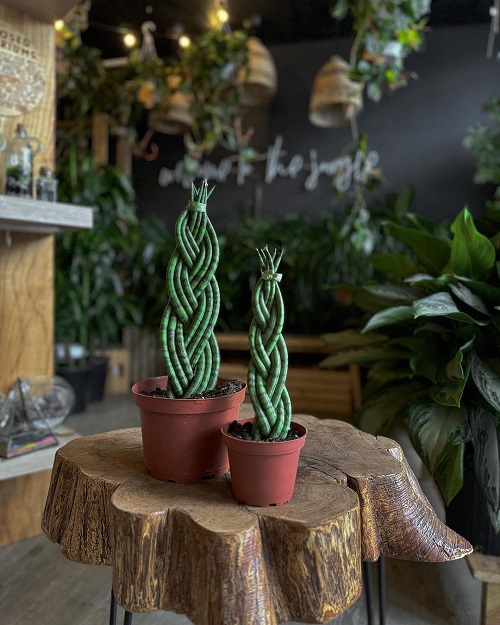Decorate Your Home With Braided Snake Plants
