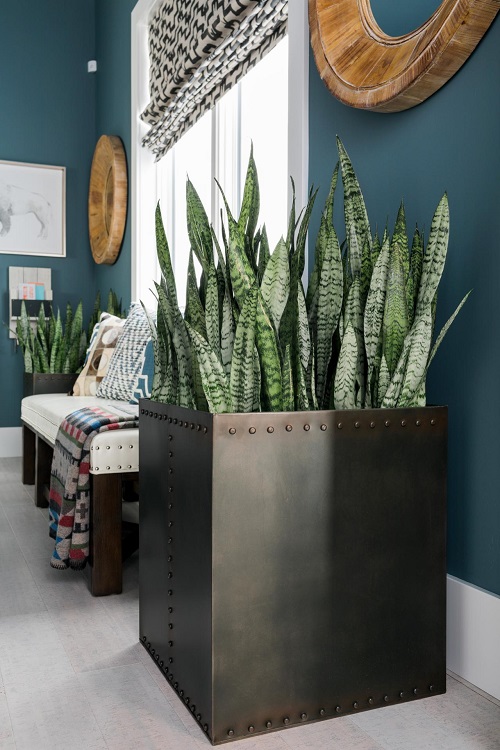 Decorate Home With Snake Plant 3