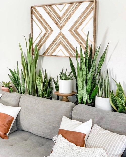 Decorate Home With Snake Plant 4