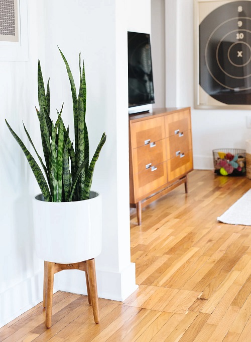 Snake Plant Varieties 4