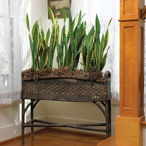 Snake Plant Varieties 2