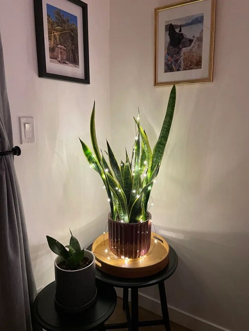 Snake Plant Indoor 3