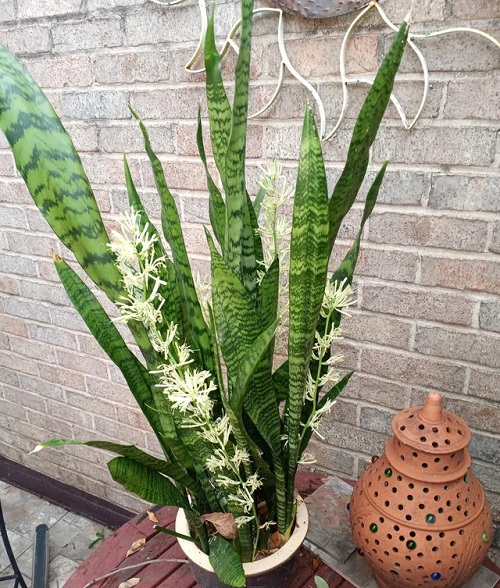 Snake Plant  Bloom