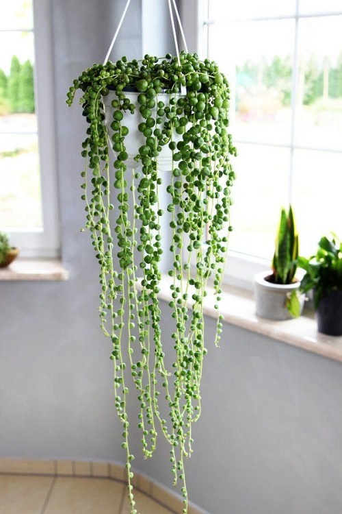 Indoor Succulent Decoration 4