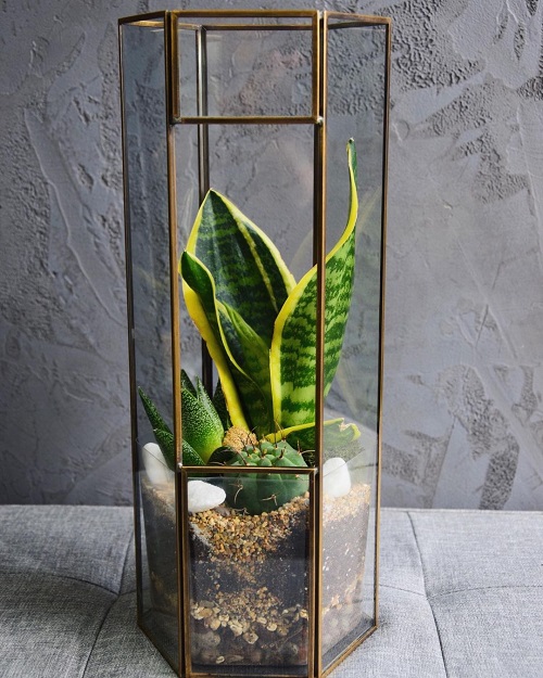 Snake Plant Indoor 4