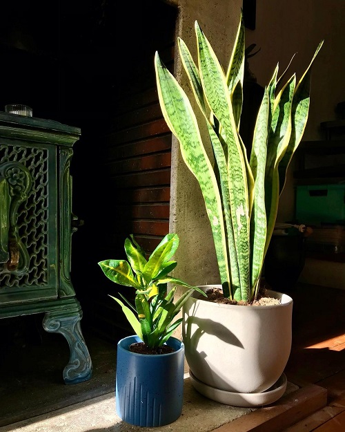 Snake Plant As a Night Oxygenator