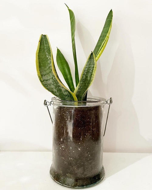 Snake Plant As a Night Oxygenator