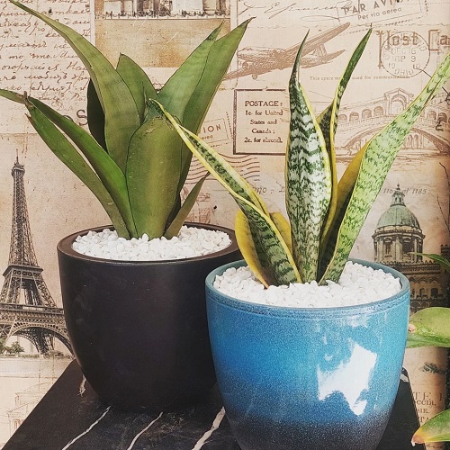 Decorate Home With Snake Plants 2