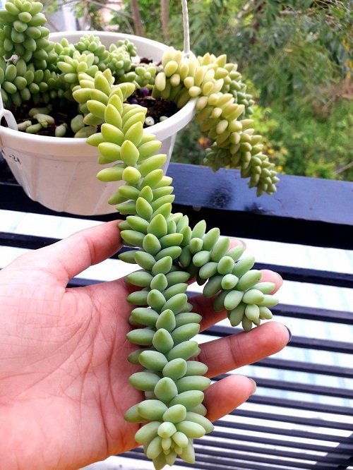 Beautiful Succulent Plant 1