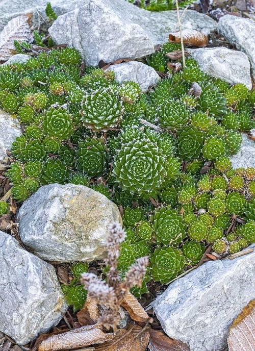 best succulent rock arrangements