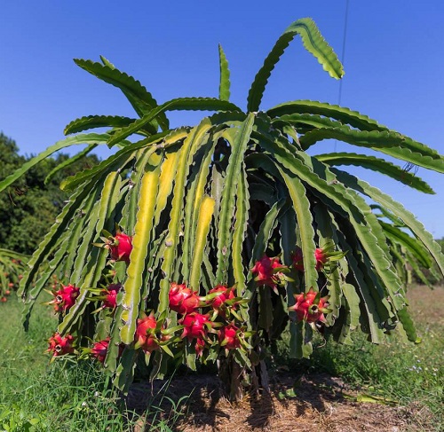 Spineless Cactus Varieties 4