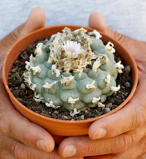  Cactus Varieties In Garden 2