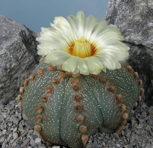  Cactus Varieties In Garden 1