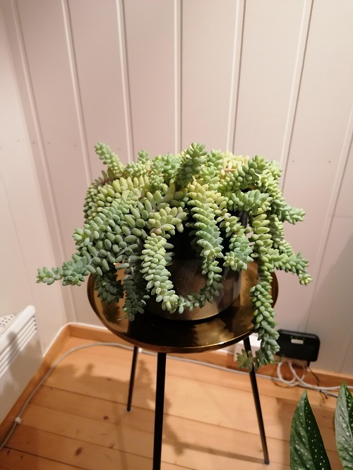Latest  Succulent Table Decoration 7