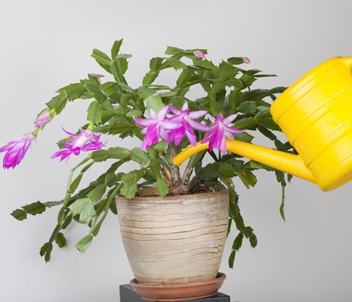 How to Make a Christmas Cactus Bushier and Lush 3