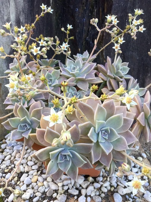 Echeveria