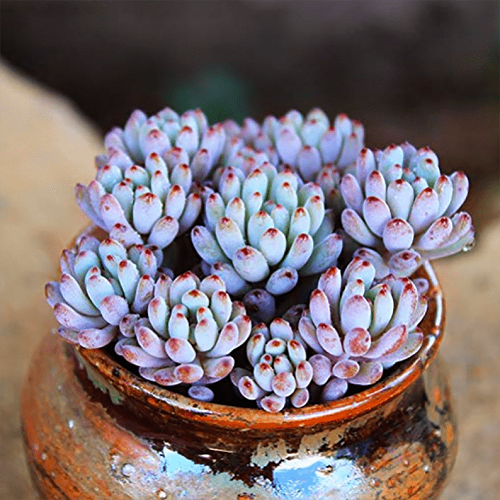 Blue Bean Succulent Plant 1