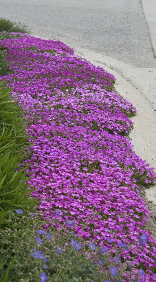  Succulent Ground Covers 2