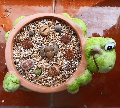 Living Stones With Tan Pebbles